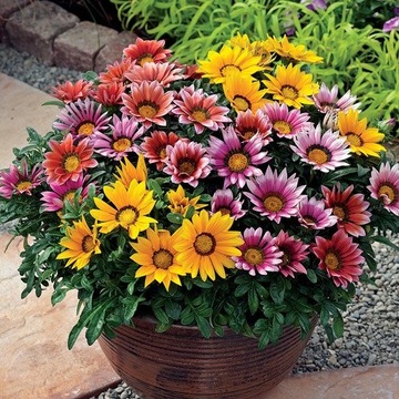 Gazania MIX DUŻA Sadzonka Słoneczny Kwiat