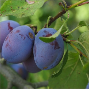 ВЕНГРИЯ Слива сублимированная, половинки 50г HiFOOD