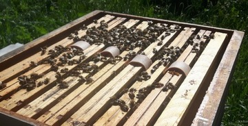 Щавелевая кислота в полосках 33% Полоски с щавелевой кислотой и глицерином 60 шт.