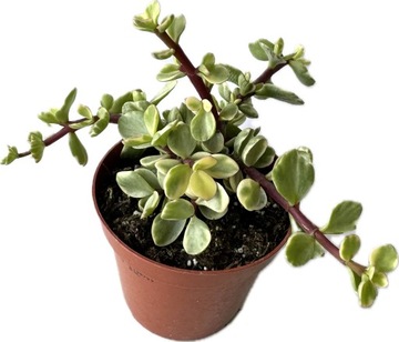 БОЛЬШОЕ СУККУЛЕНТНОЕ ЖИВОЕ РАСТЕНИЕ ДЛЯ ЛЕСА В СТЕКЛЯННОЙ БАНКЕ РАЗНЫХ ВИДОВ 15 см