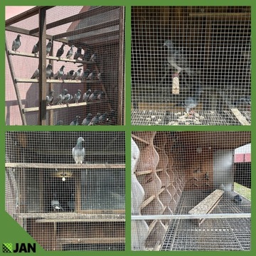 Siatka Na Woliery Zgrzewana 13x13x0,65 Klatki Hodowla przeciw Gryzoniom 25m