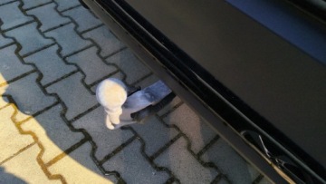 Volkswagen Tayron 2025 Volkswagen Tayron 2.0TDI 193KM 4X4 7os Hak MatrixH, zdjęcie 14