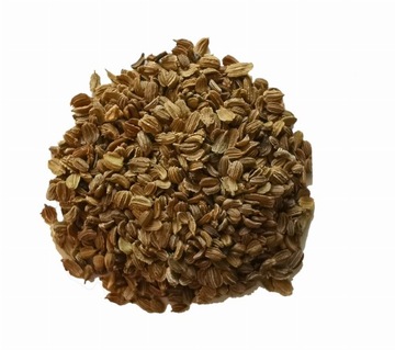 Marchew zwyczajna - marchew dzika - nasiona - 100g