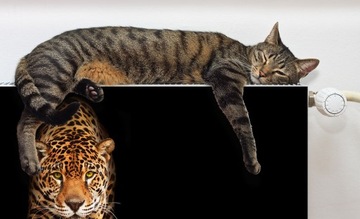 MAGNES MATA MAGNETYCZNA NA KALORYFER 140x60 KOT FOTOTAPETA