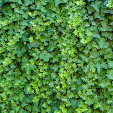 Bluszcz MROZOODPORNY Hedera helix 'Wonder' roz M - do ogrodu i domu