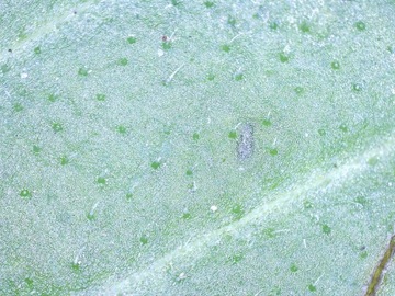 Цифровой микроскоп Delta Optical Smart 5MP PRO