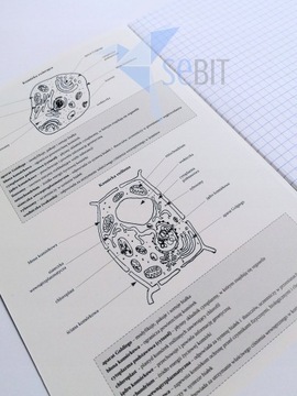 Набор предметных тетрадей СЕБИТ со шпаргалкой А5/60к, 10 шт.