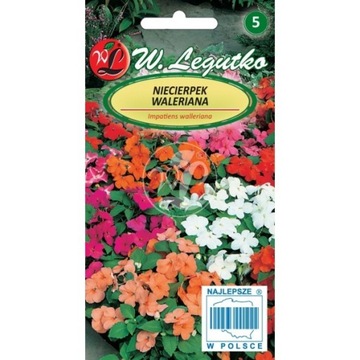 Niecierpek Waleriana Mix kolorów LEGUTKO