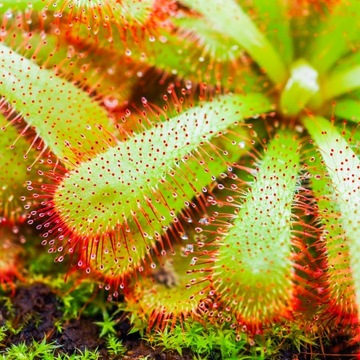 Drosera Aliciae ROSICZKA OWADOŻERNA Nieszkodliwa Klejąca Roślina Na Muszki