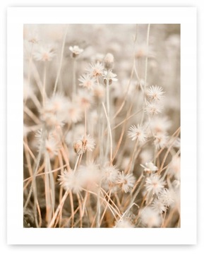 Boho trawy beż plakat 40x50 cm #20D