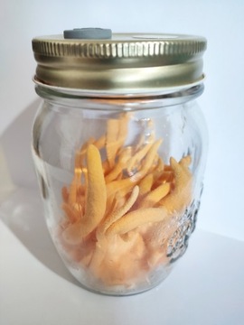 Мицелий Cordyceps militaris, готовый субстрат для выращивания.