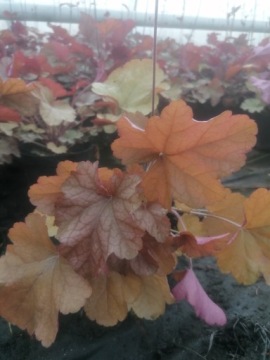 Журавлина Heuchera World Caffe Americano