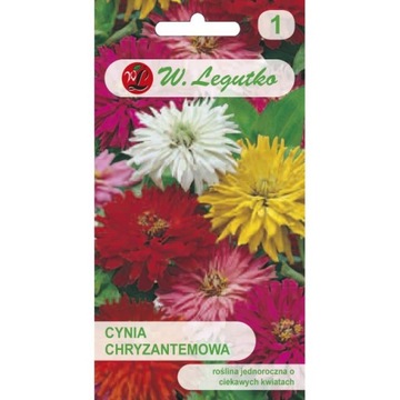 CYNIA CHRYZANTEMOWA 1G LEGUTKO