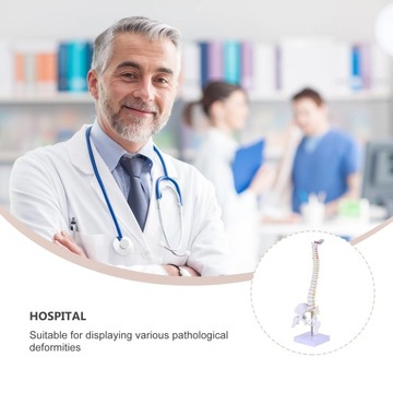 Модель позвоночника манекена