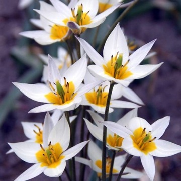TULIPAN BOTANICZNY TURKESTANICA pachnący 5 sz/152