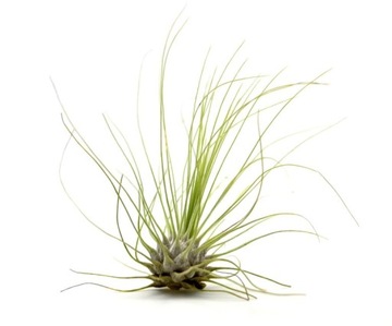 Tillandsia Oplątwa powietrzna Air plants bez doniczki ARGENTEA L 7-8 cm