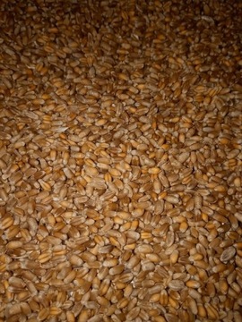 pszenica 1kg zboże paszowa Karma dla bażantów dla gęsi dla kaczek dla kur