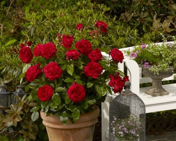 КАПРИЧИЯ Роза крупноцветковая, темно-красная, C5 POT