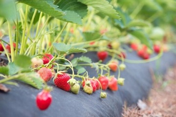 Agrowłóknina GF Agro antychwastowa 1,6x10m czarna mata na chwasty uv 50g