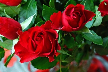 FERTICAPS Капсулы для удобрений для роз 14 шт.