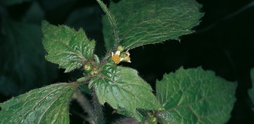 СПРАВКА ДЛЯ СОРНЯКОВ ОРИГИНАЛ БАЙЕР 1л