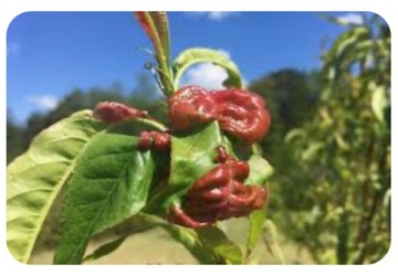 SYLLIT 65WP 45г ГРИБКОВАЯ ПЯШКА КУРЬЕВАЯ ПЯТНОСТНОСТЬ ЛИСТА