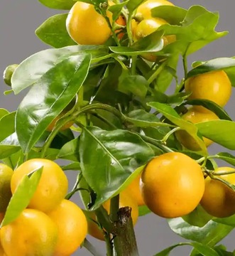 Грунт для ЦИТРУСОВЫХ И СРЕДИЗЕМНОМОРСКИХ РАСТЕНИЙ 5л