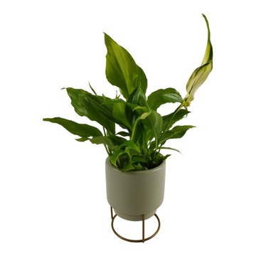 Skrzydłokwiat Spathiphyllum Chopin Osłonka