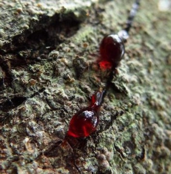 Крем-лифтинг для нависших век DRAGON'S BLOOD