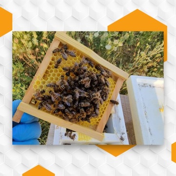 Неосемененные пчелиные матки Buckfast KB Племенные матери