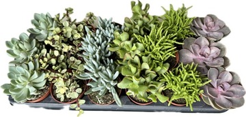 БОЛЬШОЕ СУККУЛЕНТНОЕ ЖИВОЕ РАСТЕНИЕ ДЛЯ ЛЕСА В СТЕКЛЯННОЙ БАНКЕ РАЗНЫХ ВИДОВ 15 см