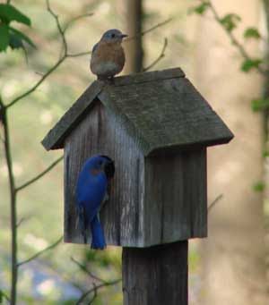 ГНЕЗДОВОЙ ЯЩИК ДЛЯ ПТИЦ TITMOUSE SWIFT STARLING HOTEL NATURAL OPENING 665