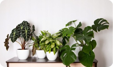 10л Экагро Биогумус - Натуральное удобрение от дождевых червей для цветов