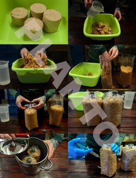 Набор для выращивания розовых вешенок