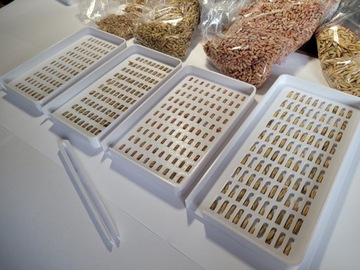 МТЗ Лотки для учета зерна пшеницы, овса, ржи, ячменя