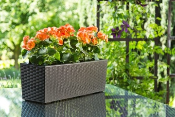 Подставка для цветов Begonia Rattan Lamel 5 цветов + вставка