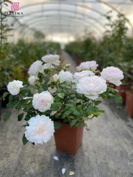 Ностальгическая роза SOUL Fragrance FLOWER POT C5