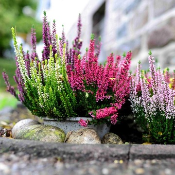 Ziemia DO ROŚLIN KWAŚNOLUBNYCH 50L do borówki azalie hortensje wrzos