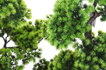 BONSAI LARCH 70 дерево, лиственница, керамическое покрытие