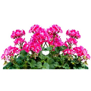 Грунт универсальный для ЦВЕТОВ ДЕКОРАТИВНЫХ РАСТЕНИЙ, ОВОЩЕЙ И ТРАВ 10л.