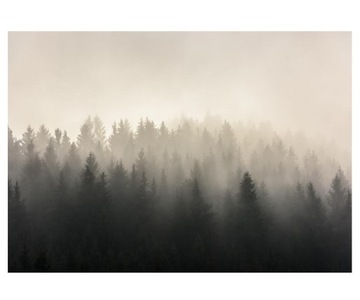 Fototapeta 312x219cm Lasy sosnowe Mglisty widok