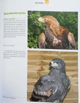 Соколиная охота. Марек Чесликовски.