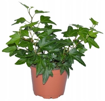 Плющ обыкновенный Hedera Helix Forest в банке, зеленый