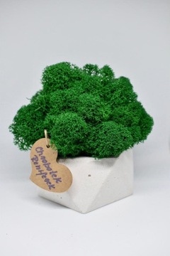Деревенский лес в геометрическом бетонном горшке