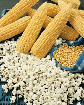 KUKURYDZA JANTAR PĘKAJĄCA NA POPCORN