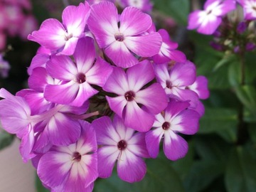 Floks wiechowaty Płomyk Flame Pro Purple P9 delikatnie pachnie