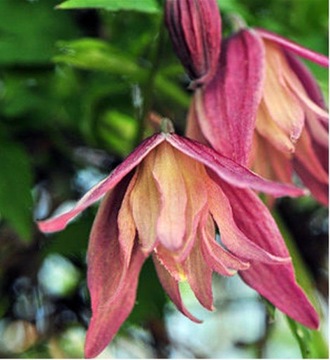 Clematis JANNY Grupa Atragene