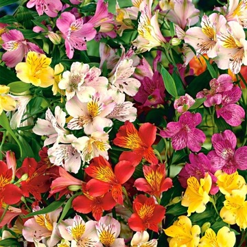 Alstremeria - Alstroemeria - KOLOROWY ORYGINAŁ W OGRODZIE, Dorodna sadzonka