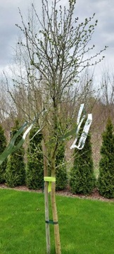 ЛЕНТА ДЛЯ ОТПУСКАНИЯ ПТИЦ 50 м