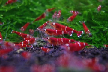 Креветки Super Crystal Red One Stripe 10 шт + 2 гр